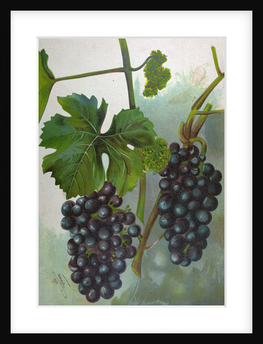 Wine Grapes by Anonymous