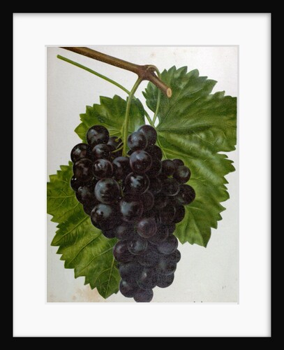 Wine Grapes by Anonymous