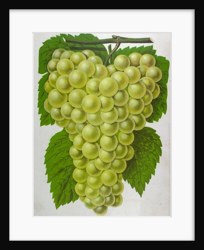 Wine Grapes by Anonymous