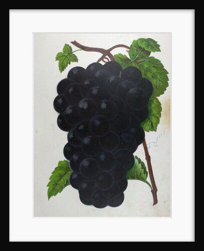 Wine Grapes by Anonymous