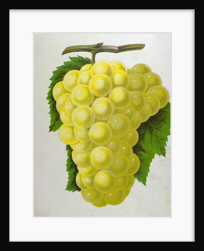 Wine Grapes by Anonymous