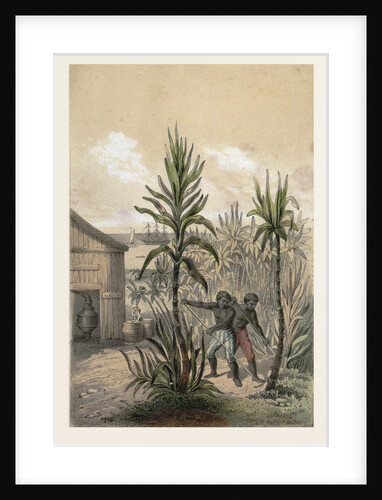 Sugar Can Farming by Anonymous