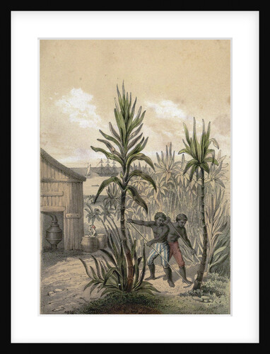 Sugar Can Farming by Anonymous