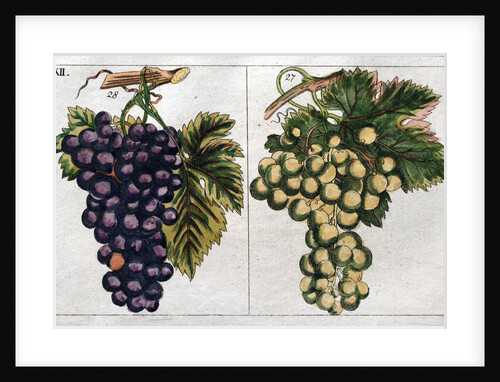 Wine Grapes by Anonymous