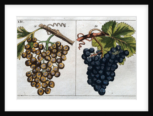 Wine Grapes by Anonymous
