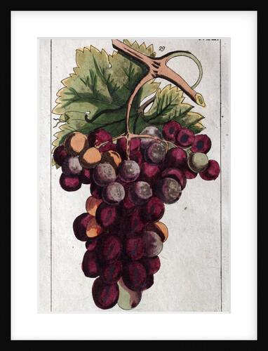 Wine Grapes by Anonymous