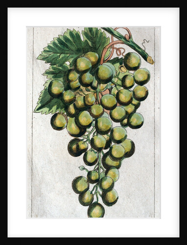 Wine Grapes by Anonymous