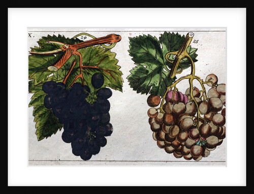 Wine Grapes by Anonymous