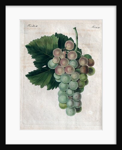 Wine Grapes by Anonymous