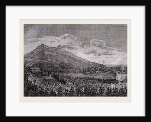 Tarczal Vineyards by Anonymous