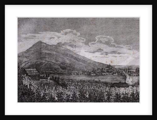 Tarczal Vineyards by Anonymous