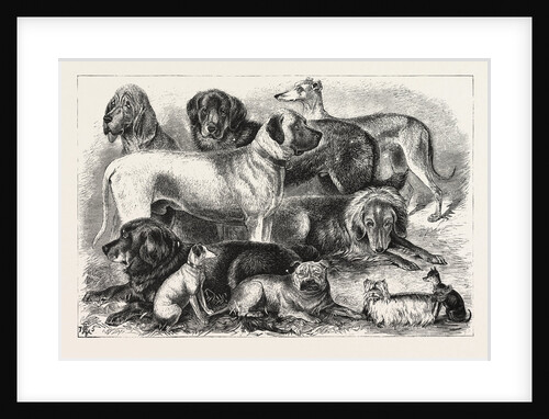Prize Winners at the Alexandra Palace Dog Show, 1876, London by Anonymous