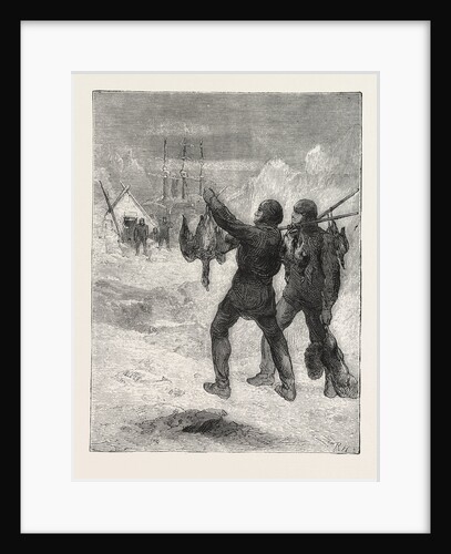 Christmas with the Arctic Expedition, 1876, Fresh Meat for Dinner by Anonymous