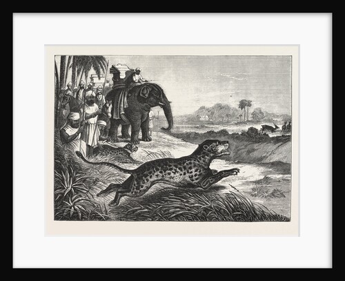 Sport in India, Hunting Antelopes with the Cheetah. Antelope, Animal, Big Cat, Wild Cat by Anonymous