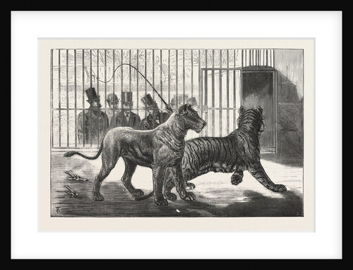Moving the Carnivora, Lions, to the New Houses at the Zoological Gardens, London by Anonymous