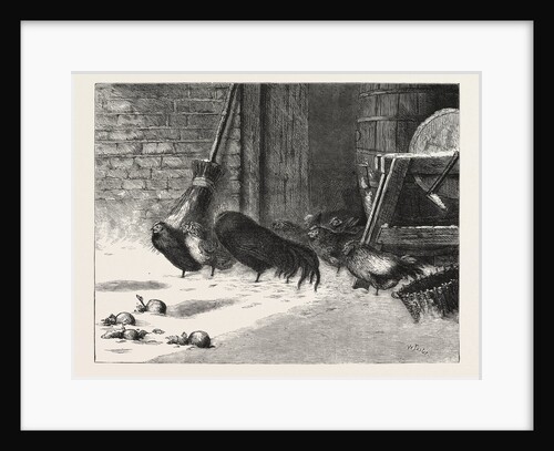 Waiting for a Break, Chicken, Chickens, Bird, Birds, Fowl, Fowls by Anonymous