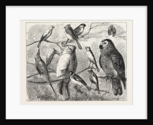 The Bird Show at the Crystal Palace, London by Anonymous