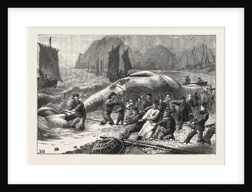 Beaching a Whale at Beer, South Devon by Anonymous