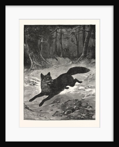 Fox-Hunting: Breaking Cover by Anonymous