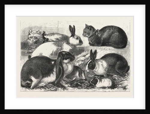 The Cat, Rabbit, and Guinea-Pig Show at the Alexandra Palace by Anonymous
