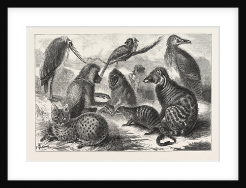 Lieutenant Cameron's Additions to the Zoo by Anonymous