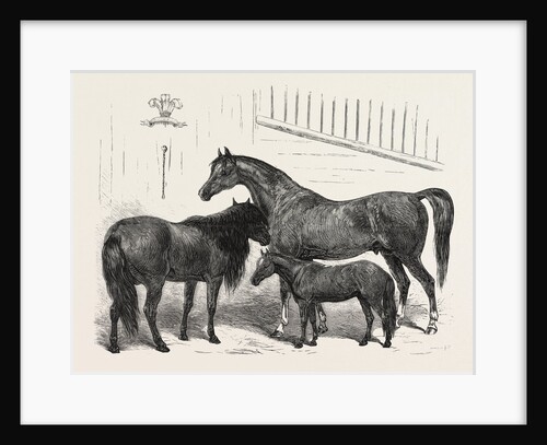 The Prince of Wales Indian Horses at the Agricultural Hall Horse Show. Cabulee, Nawab, Hussar by Anonymous