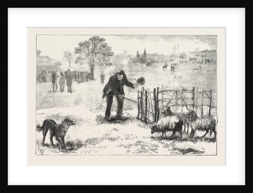 The Collie Dog Trials at the Alexandra Palace, Penning the Sheep by Anonymous