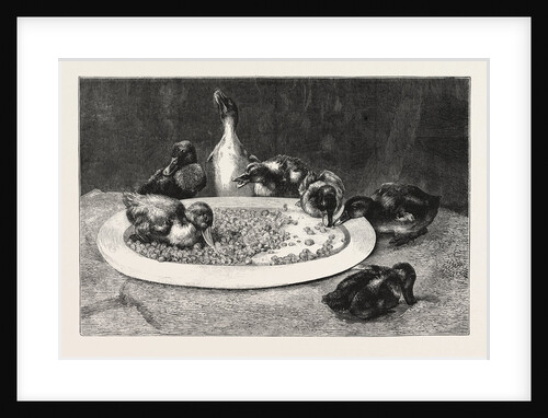 Ducks and Green Peas Picture by Anonymous
