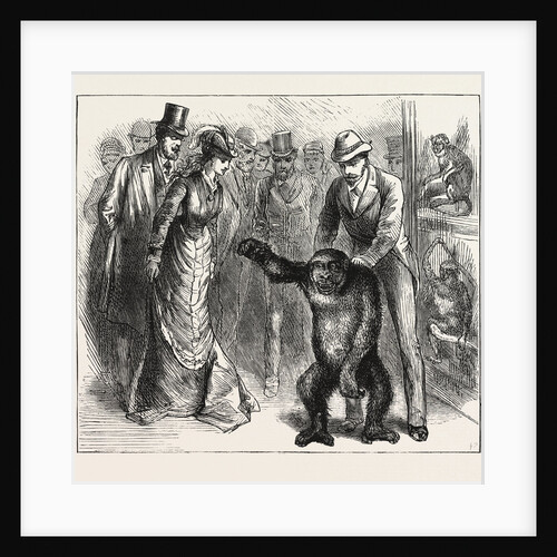 A Distinguished Visitor at Liverpool, the Young Gorilla Holding a Reception in the Museum by Anonymous