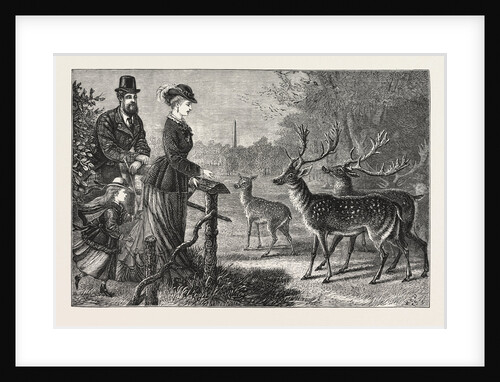 Feeding the Deer, Phoenix Park, Dublin, Ireland by Anonymous
