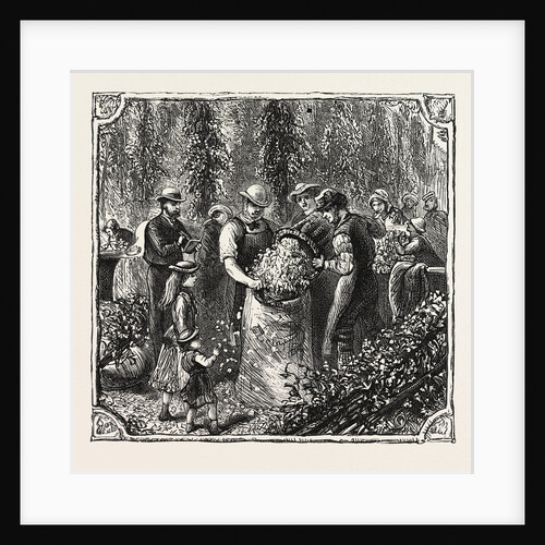 Hops and Hop Pickers, in a Kentish Hop Garden, Kent, England, Measuring the Hops by Anonymous