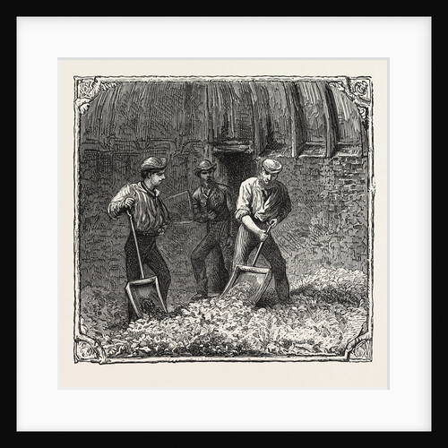 Hops and Hop Pickers, in a Kentish Hop Garden, Kent, England, Turning Hops in the Kiln by Anonymous