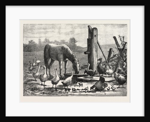 A Fashionable Watering Place. Horse, Geese, Chicken, Outdoor, Farm by Anonymous