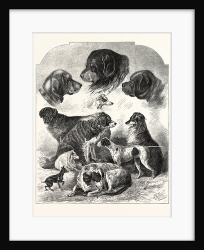 The Brighton Dog Show by Anonymous