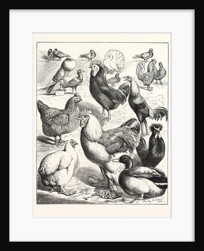 Prize Winners at the Crystal Palace Poultry Show, London by Anonymous