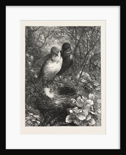 The First Nest by Anonymous