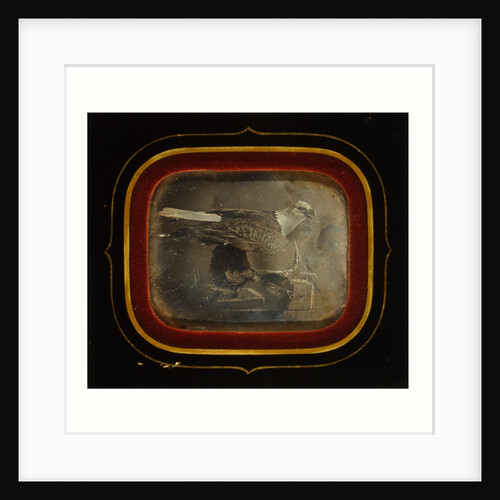 Stuffed Eagle in Independence Hall, Circa 1845 by Anonymous