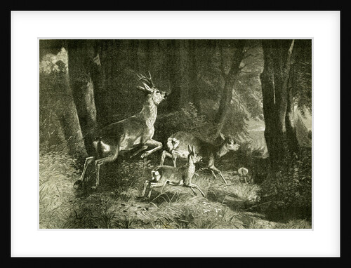 Deer Austria 1891 by Anonymous