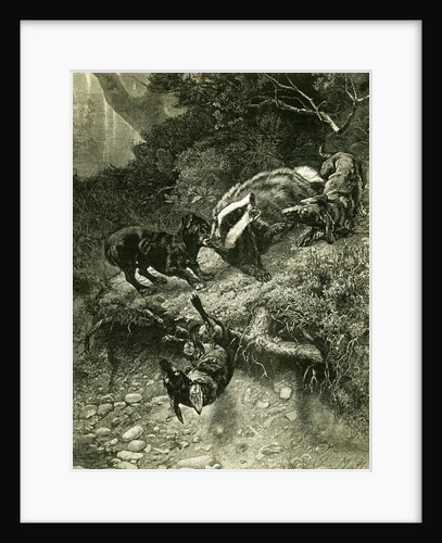 Badger Austria 1891 by Anonymous