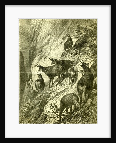 Chamois Austria 1891 by Anonymous