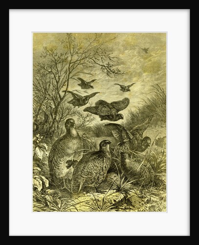 Partridges Austria 1891 by Anonymous