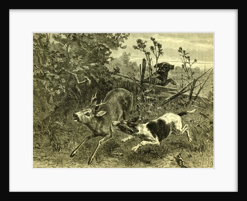 Deer Dog Hunt Austira 1891 by Anonymous
