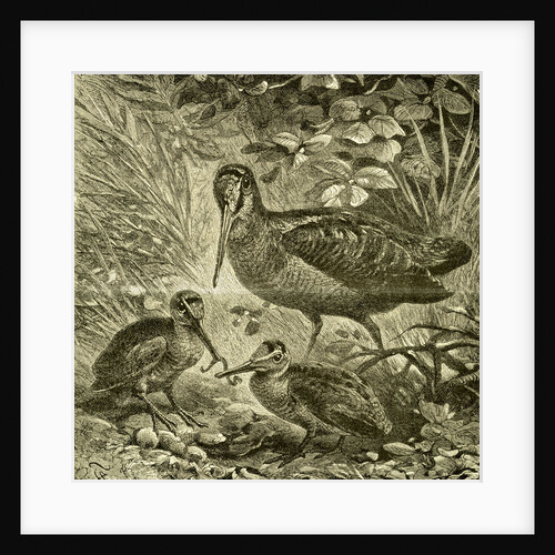 Woodcock Austria 1891 by Anonymous