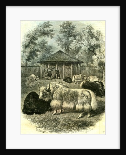 Paris Yaks 1854 by Anonymous