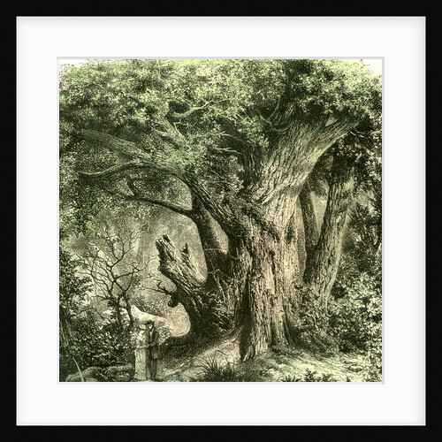 Woods UK 19th Century by Anonymous
