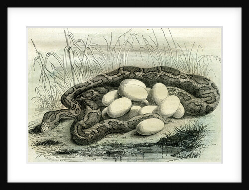 Python Paris Museum France 19th Century by Anonymous