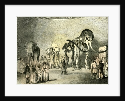 St Petersburg Russia 19th Century by Anonymous