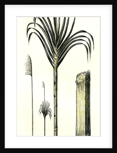 Gynerium Saccharoides 1869 Peru by Anonymous