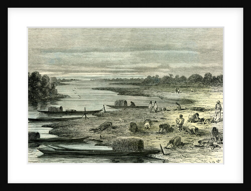 Searching for Turtle Eggs 1869 Peru by Anonymous