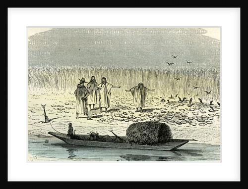 A Massacre of Turtles 1869 Peru by Anonymous